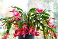 Schlumbergera Buckleyi Christmas Cactus - 3 Rooted Cuttings, No Soil