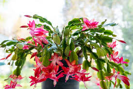 Schlumbergera Buckleyi Christmas Cactus - 3 Rooted Cuttings, No Soil