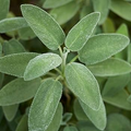 Sage Broadleaf Seeds (Salvia officinalis) - Heirloom, Non-GMO, 300mg