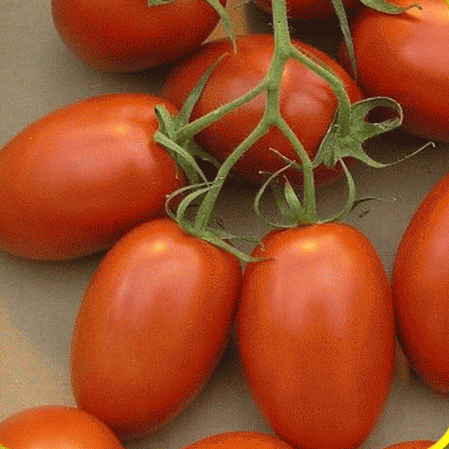 Roma Tomato Seeds - Heirloom, Non-GMO | 80 Days | For Canning & Sauces