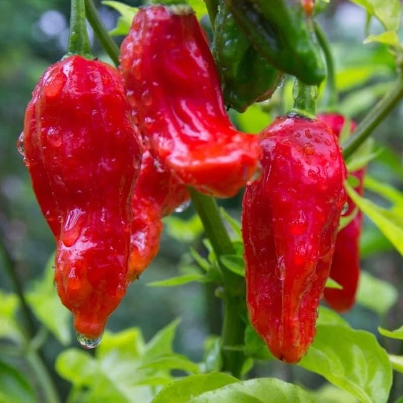 Pepper X Seeds | 25 Seed Pack | Extreme Heat Pepper (Capsicum chinense) - USA Grown