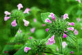 Florida Calamint Seeds (Clinopodium dentatum) - 25 Seeds for Pollinators, Tea & Drought-Tolerant Gardens