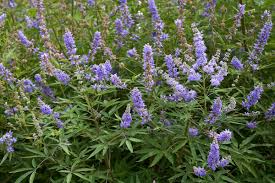 Chaste Tree Seeds (Vitex agnus-castus) – Hardy Lilac Flowers, Deer Resistant, Pollinator Friendly, Zones 6-9