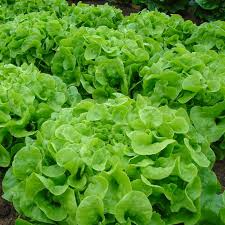 Oak Leaf Lettuce Seeds - Lactuca sativa, Heirloom Loose-Leaf, Non-GMO, 1,000 Seeds