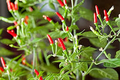 Thai Garden Bird Hot Pepper Seeds (Capsicum annuum) - Very Hot, 250mg, Non-GMO