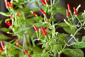 Thai Garden Bird Hot Pepper Seeds (Capsicum annuum) - Very Hot, 250mg, Non-GMO