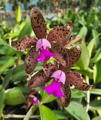 Cattleya tigrina x aclandiae NBS Seedling - 3" Pot, Fragrant Spotted Blooms