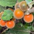 Naranjilla (Solanum quitoense) Seeds – Lulo Quito Orange Fruit Tree, 20 Seeds