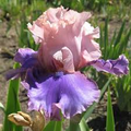 Bearded Iris Florentine Silk - Starter Plant, Fragrant, Deer-Resistant, Zones 3-10