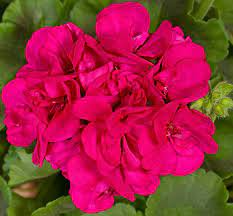 Purple Pink Pelargonium Zonal Geranium Starter Cuttings – 8 Fresh 6"+