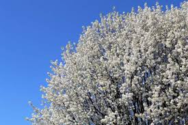 Bradford Pear Tree Seeds (Pyrus calleryana) – 20 Seeds, Fast Growing Ornamental Tree