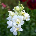 Antirrhinum majus Madame Butterfly Ivory Snapdragon Seeds - 1000+ Ruffled Blooms