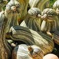 Cushaw Green Striped Pumpkin Seeds - Heirloom Cucurbita Pepo, 20 lb Fruit, Non-GMO