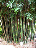 Giant Timber Bamboo (Bambusa oldhamii) Unrooted Cuttings – Fast-Growing Privacy Screen