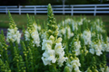 Antirrhinum majus Potomac Ivory Snapdragon Seeds – 1000+ Creamy White Blooms