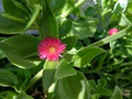 Aptenia Cordifolia 'Red Apple' Cuttings (4-7
