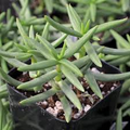 Crassula Tetragona 'Pine Tree' – 1 Live Bare Root (2-4") Succulent