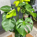 Monstera Friedrichsthalii Starter Plant – 2-Leaf Vine | Swiss Cheese Plant