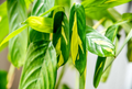 Ctenanthe lubbersiana ‘Never Never Plant’ – 1 Bare Root Live Variegated Houseplant (1-2 ft)
