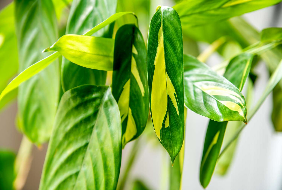 Ctenanthe lubbersiana ‘Never Never Plant’ – 1 Bare Root Live Variegated Houseplant (1-2 ft)