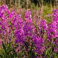 Fireweed (Chamaenerion angustifolium) Seeds – 500 Seed Pack