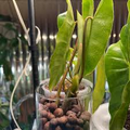Philodendron Burle Marx Unrooted Cutting – 5-7" Live Cutting for Propagation