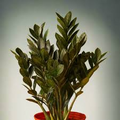 Black Raven ZZ Plant Cutting (2-Node) | Zamiifolia Zamioculcas | Pet Safe Indoor Plant