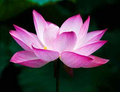 Sacred Lotus Seeds (Nelumbo nucifera) - 5 Fresh Seeds for Water Gardens