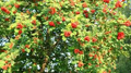American Mountain Ash Sorbus americana 2-Pack Bare Root Trees 1-2 ft