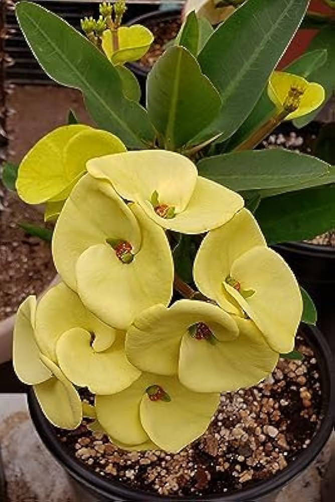 Yellow Crown of Thorns Euphorbia milii Bare-Rooted Live Plant 5-7" - Drought-Tolerant