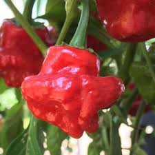 Scotch Bonnet Red Pepper Seeds (Capsicum chinense) - 250mg Non-GMO, Extremely Hot