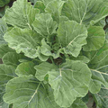 Georgia Southern Collards Seeds - Heirloom, Non-GMO, Cold & Heat Tolerant (2,000 Seeds)