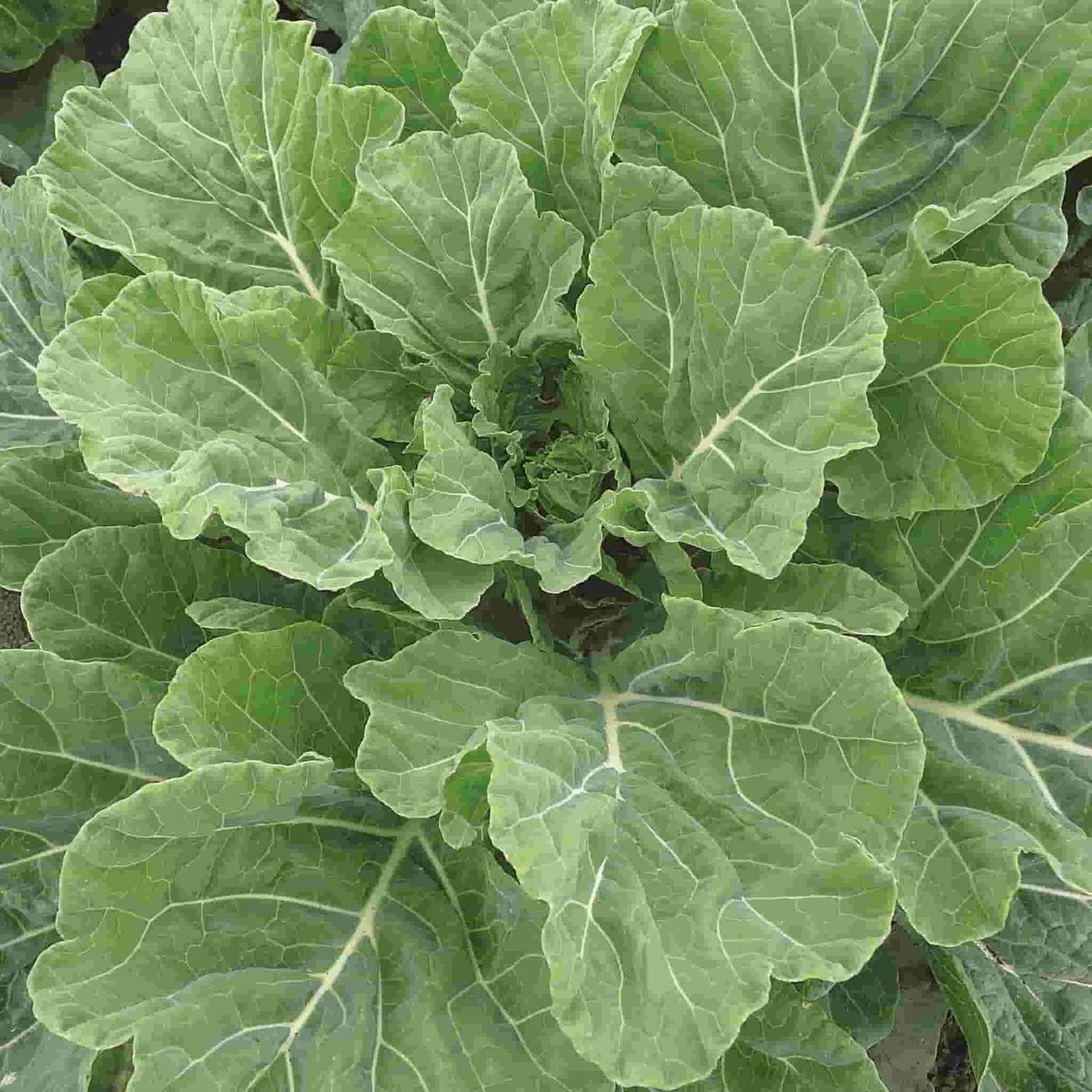 Georgia Southern Collards Seeds - Heirloom, Non-GMO, Cold & Heat Tolerant (2,000 Seeds)