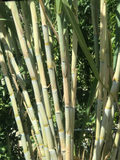 Sugarcane Cuttings (5 Rooted) - Saccharum officinarum Starter Plant, Full Sun