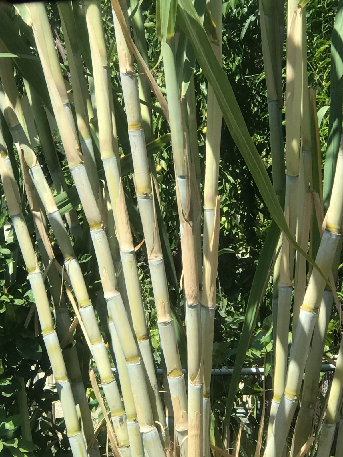 Sugarcane Cuttings (5 Rooted) - Saccharum officinarum Starter Plant, Full Sun