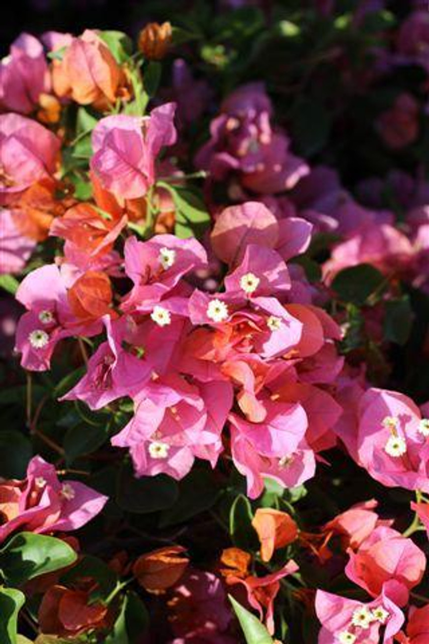 Rosenka Bougainvillea Starter Plant | Well-Rooted Plug | Evergreen Tropical Vine for USDA Zone 9+