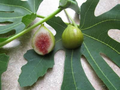 Smith Fig Seeds - 100+ Heirloom Figs Seeds for Container or Garden Growing