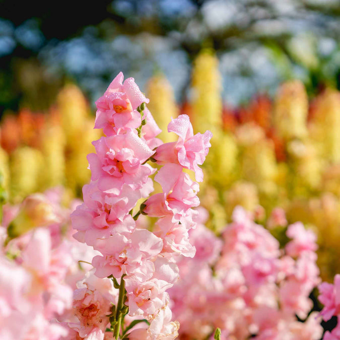 Antirrhinum majus Legend Double Pink Snapdragon Seeds – 1000+ Seeds for Garden & Bouquets