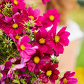 Cosmos Dazzler Seeds - Bright Magenta Blooms, Hardy Annual Wildflower