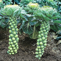 Long Island Brussels Sprouts Seeds - 500+ Heirloom, Cold-Hardy, Compact Growth