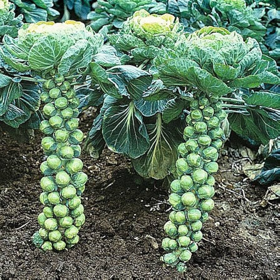 Long Island Brussels Sprouts Seeds - 500+ Heirloom, Cold-Hardy, Compact Growth