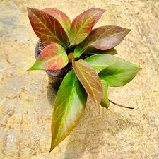Hoya Sunrise Starter Plant - Well-Rooted 5-7 In. Tropical Hoya with Fragrant Flowers