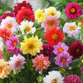 Unwins Bedding Dahlia Seeds - Semi-Double Blooms - Non-GMO - Zones 2-10