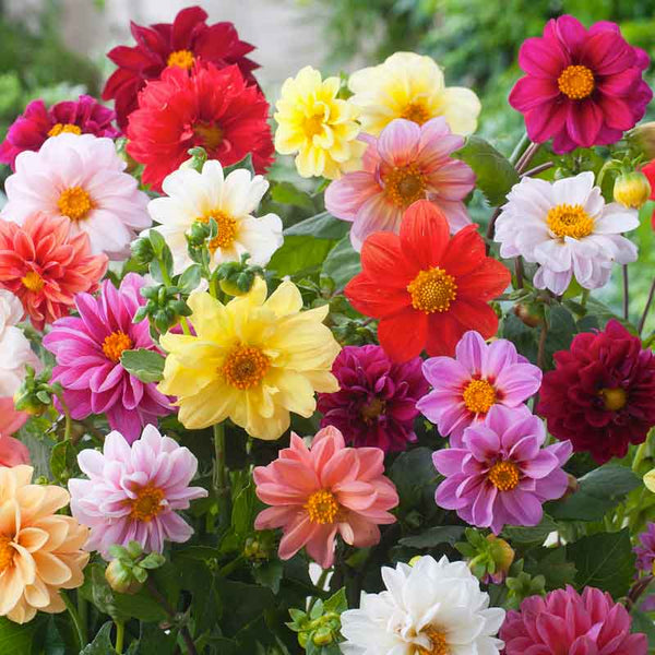 Unwins Bedding Dahlia Seeds - Semi-Double Blooms - Non-GMO - Zones 2-10