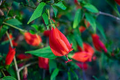 Red Turk's Cap Starter Plant - Malvaviscus arboreus Sleeping Hibiscus (5-7 in)