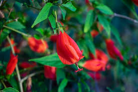 Red Turk's Cap Starter Plant - Malvaviscus arboreus Sleeping Hibiscus (5-7 in)
