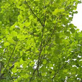 Hybrid Poplar (Cottonless Cottonwood) Bare Root Tree - 2-3 ft (Shade/Privacy/Windbreak)
