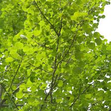 Hybrid Poplar (Cottonless Cottonwood) Bare Root Tree - 2-3 ft (Shade/Privacy/Windbreak)