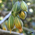 Oak Leaved Papaya Seeds - 25 Carica papaya Seeds for Container or Garden (USDA 9-11)