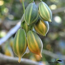 Oak Leaved Papaya Seeds - 25 Carica papaya Seeds for Container or Garden (USDA 9-11)